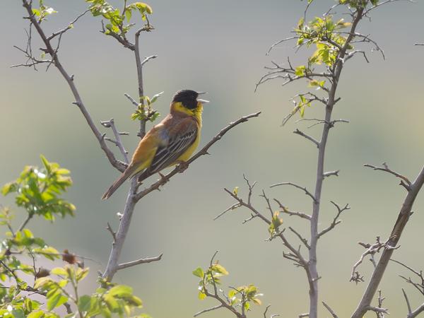 Zwartkopgors (Emberiza melanocephala)